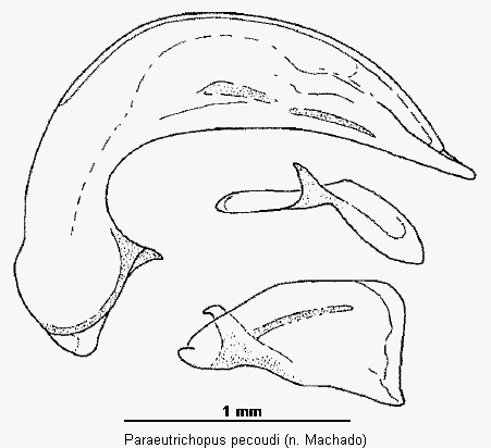 paraeutrichopus_pecoudi.gif