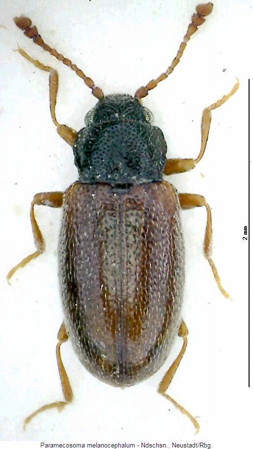 paramecosoma_melanocephalum_hab.jpg