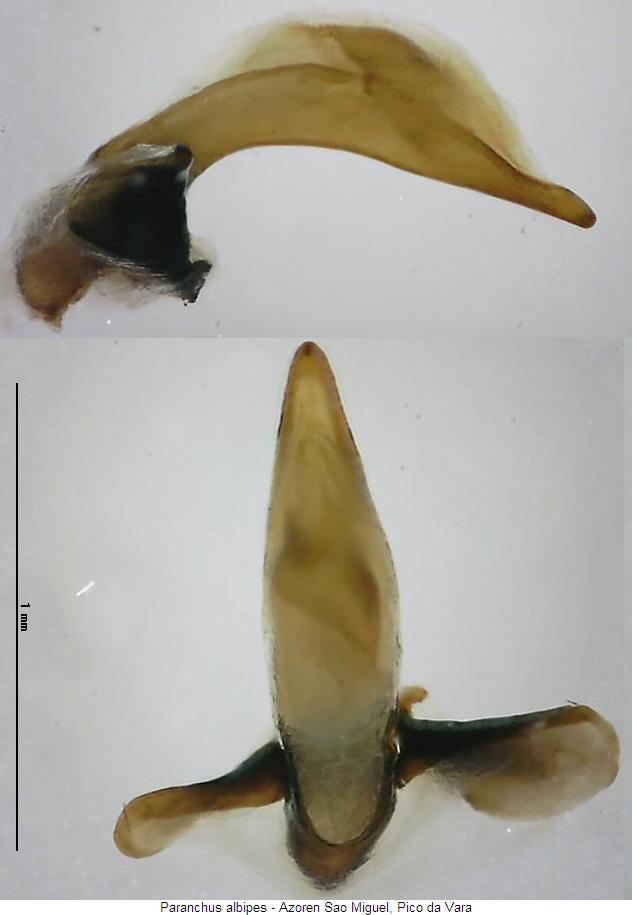 paranchus_albipes.jpg