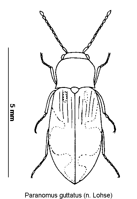 paranomus_guttatus_hab.gif