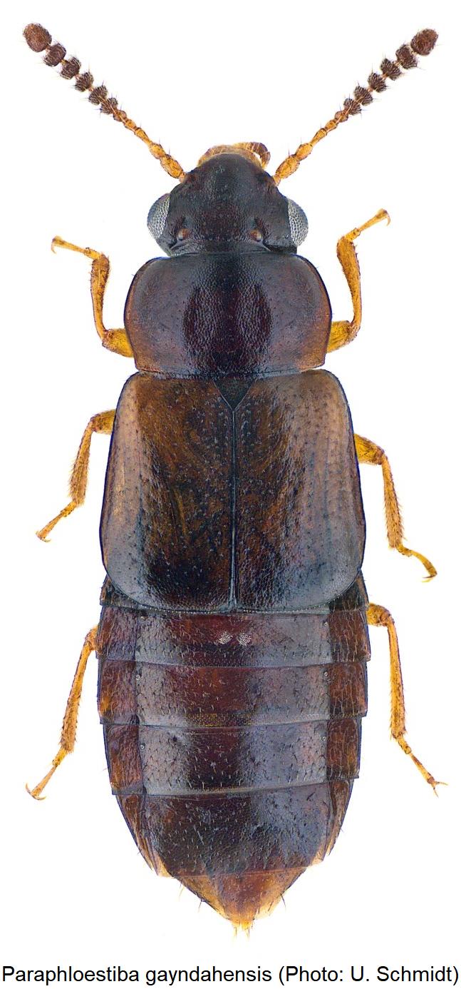 paraphloeostiba_gayndahensis_hab.jpg