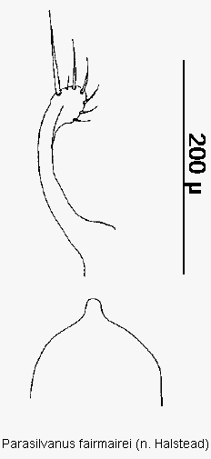 parasilvanus_fairmairei.gif