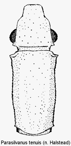 parasilvanus_tenuis_vk.gif