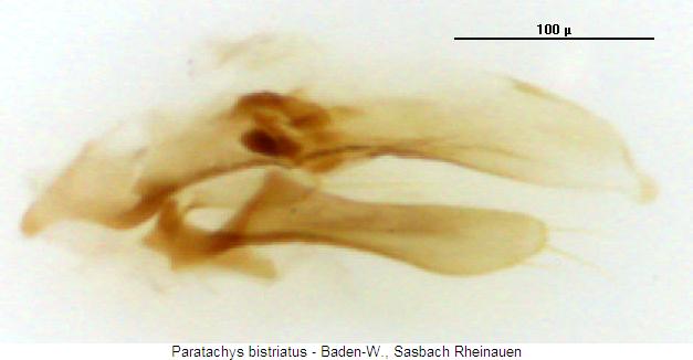paratachys_bistriatus2.jpg