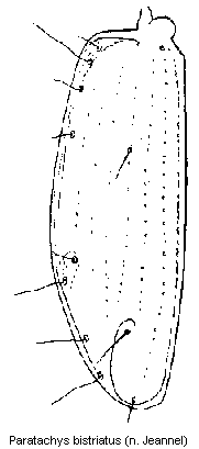 paratachys_bistriatus_fld.gif