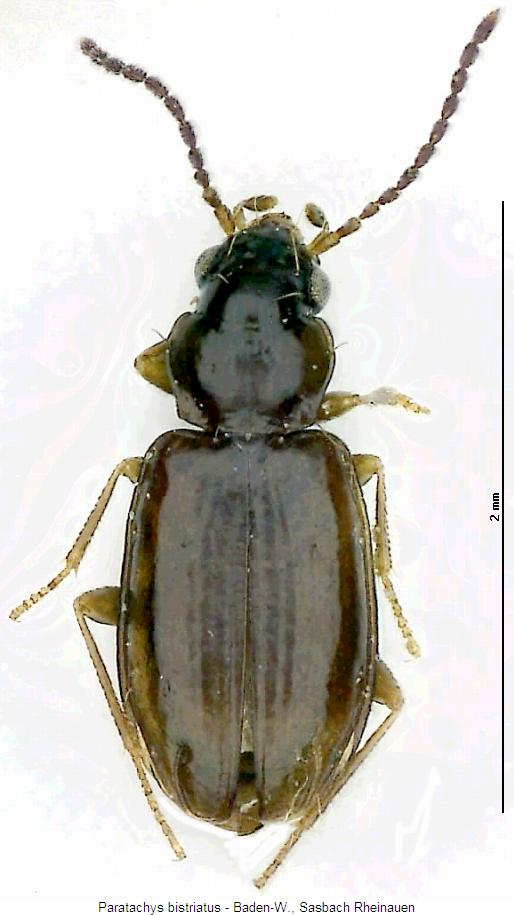 paratachys_bistriatus_hab.jpg