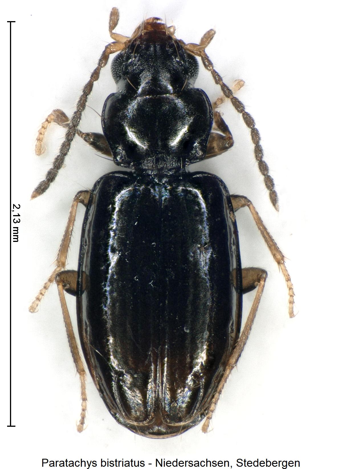 paratachys_bistriatus_hab1.jpg