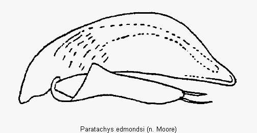 paratachys_edmondsi.gif