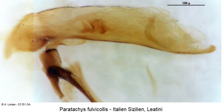 paratachys_fulvicollis.jpg