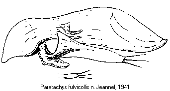 paratachys_fulvicollis_fdf.gif