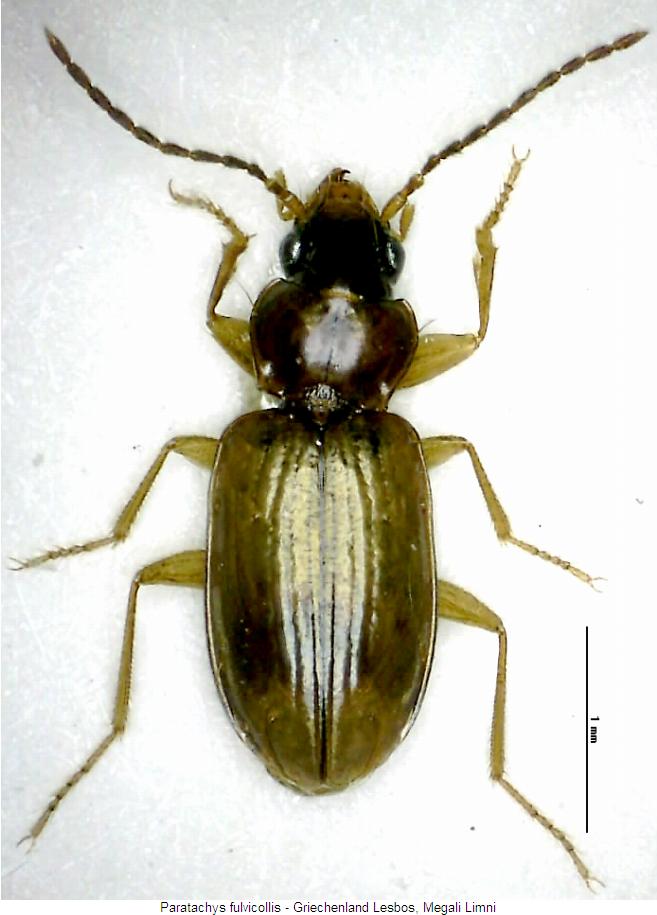 paratachys_fulvicollis_hab.jpg
