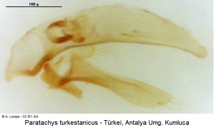 paratachys_turkestanicus.jpg
