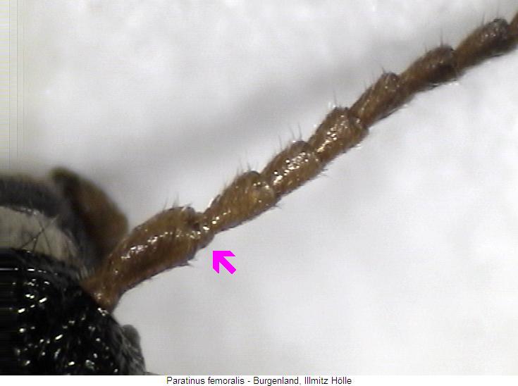 paratinus_femoralis_f.jpg