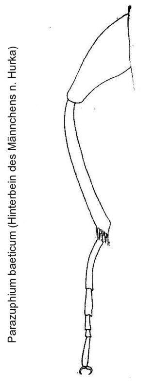 parazuphium_baeticum_hb.jpg