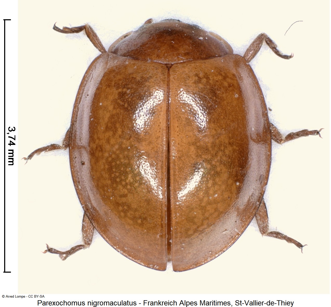 parexochomus_nigromaculatus_ck34418559_hab.jpg