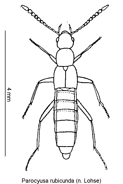 parocyusa_rubicunda_hab.gif