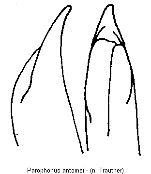 parophonus_antoinei.gif