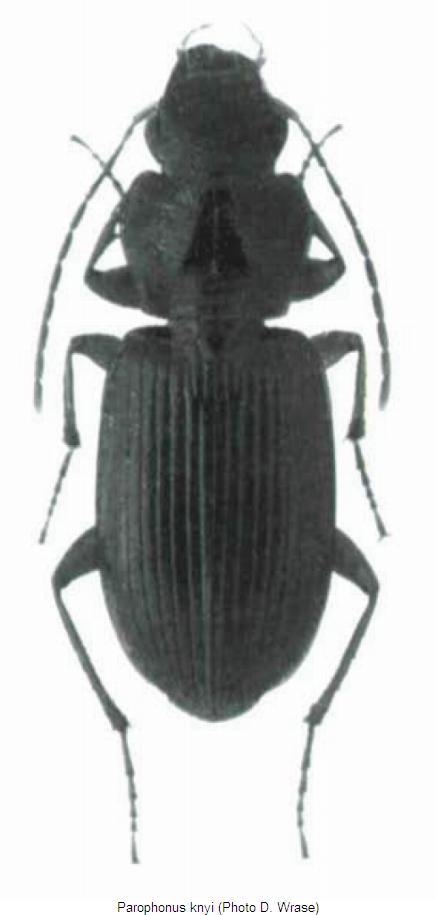 parophonus_knyi_hab.jpg