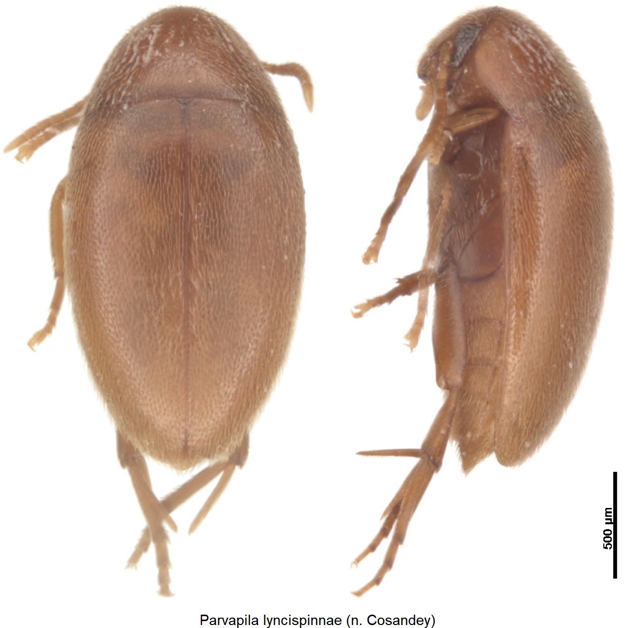 parvapila_lyncispinnae_hab.jpg