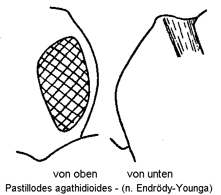 patillodes_agathidioides_k.gif