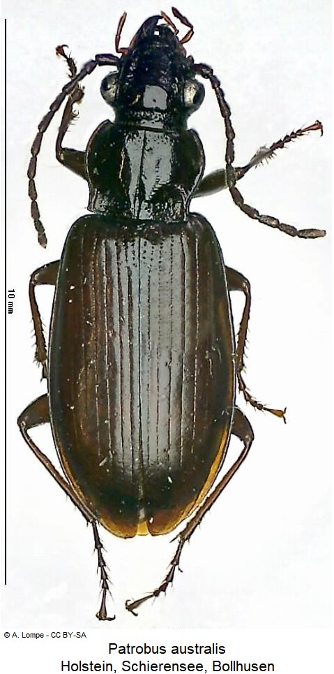 patrobus_australis_hab.jpg