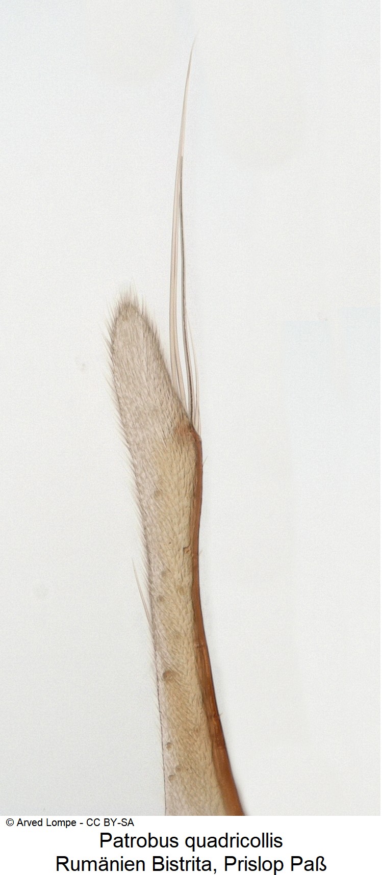 patrobus_quadricollis_ck24674_pm.jpg