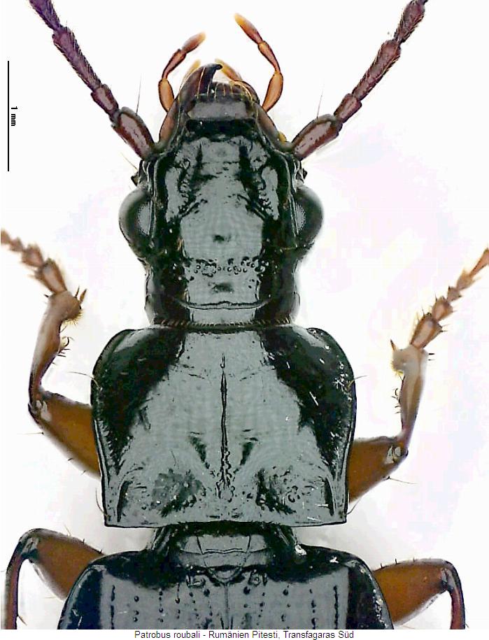 patrobus_roubali_vk.jpg