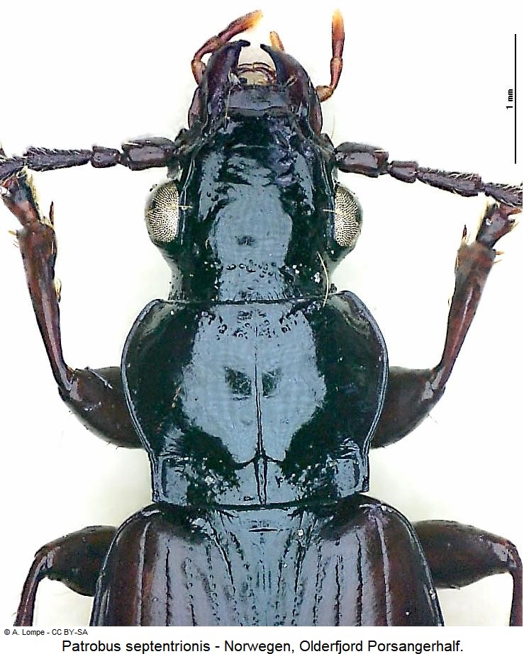 patrobus_septentrionis_vk.jpg