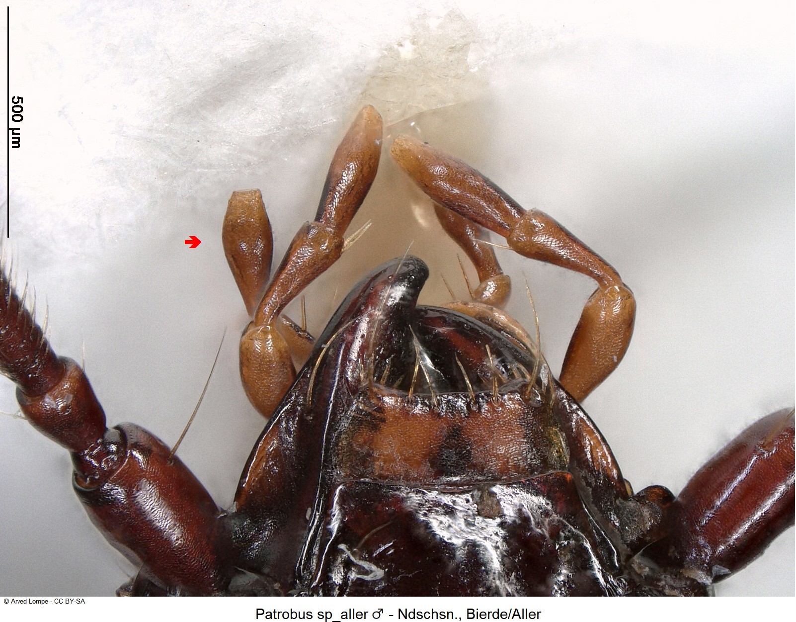 patrobus_sp_aller_m_ck18577_ts.jpg