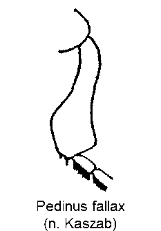 pedinus_fallax_mschn.gif