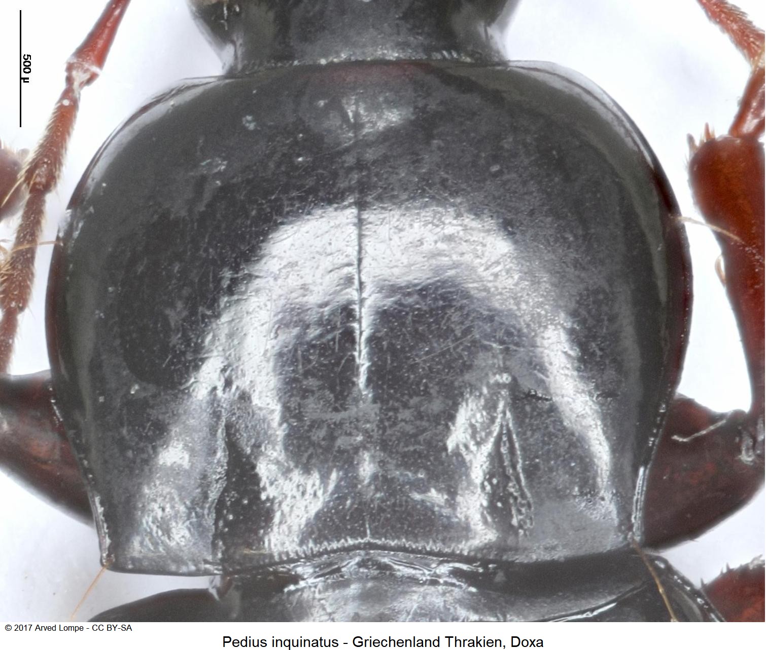 pedius_inquinatus_hsch.jpg