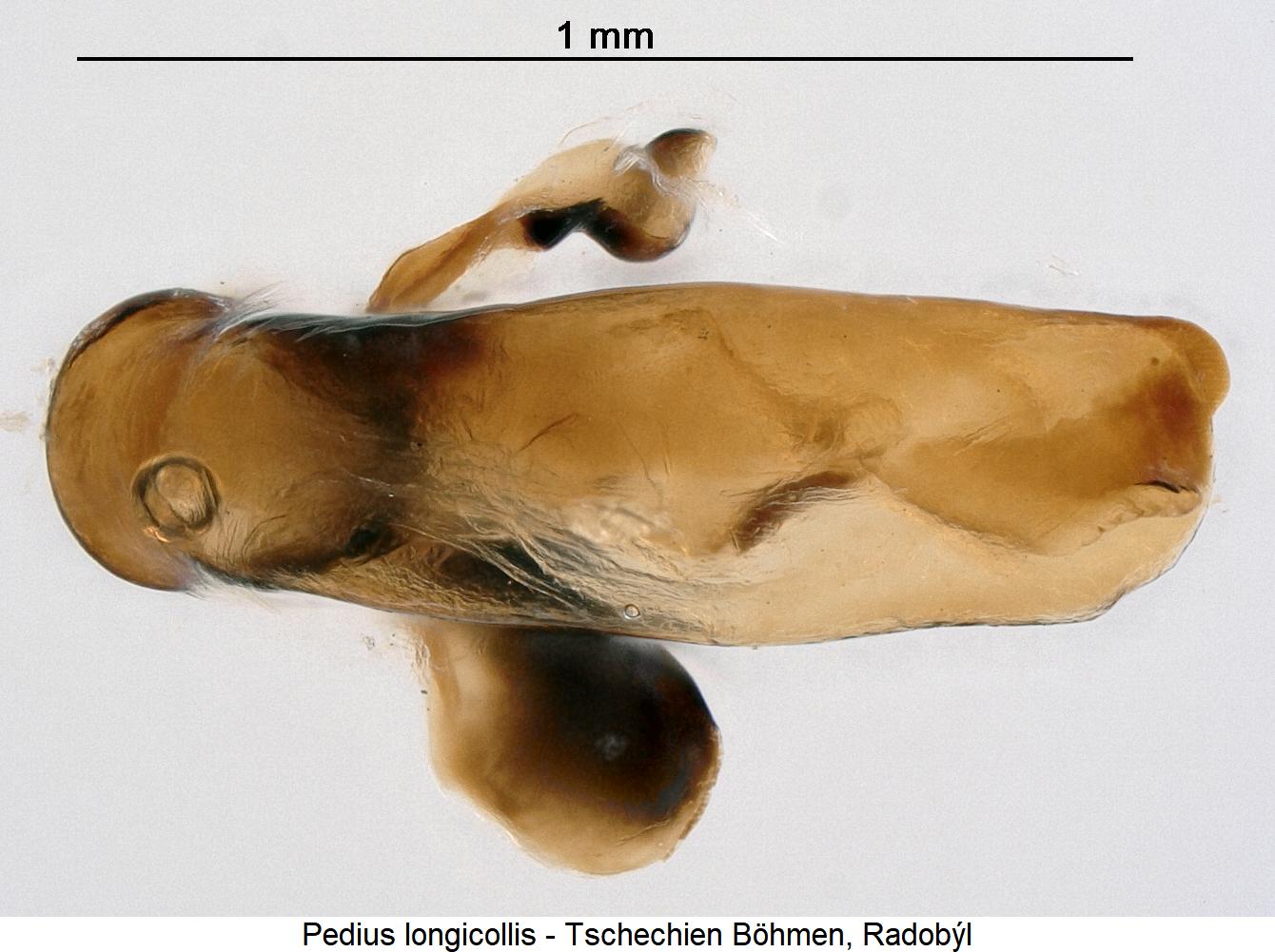 pedius_longicollis1.jpg
