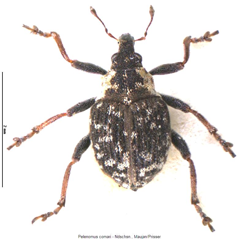 pelenomus_comari_hab.jpg