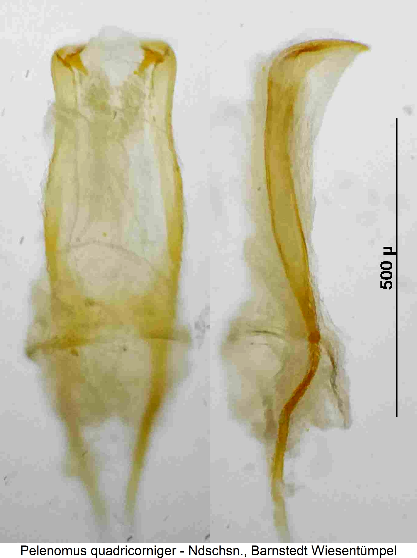 pelenomus_quadricorniger.jpg