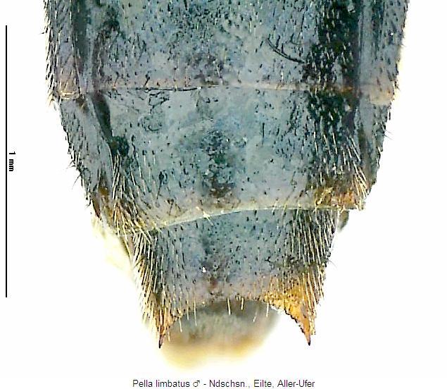 pella_limbatus_terg.jpg