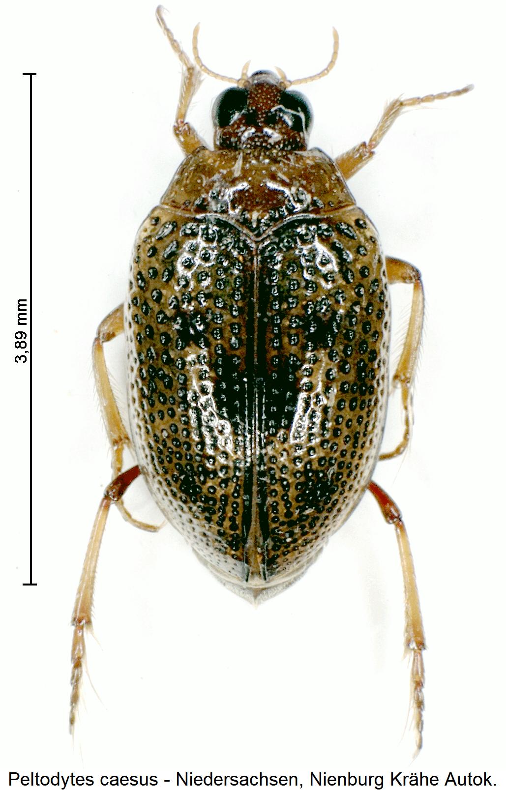 peltodytes_caesus_hab.jpg
