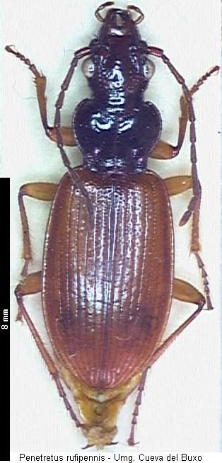 penetretus_rufipennis_hab.jpg