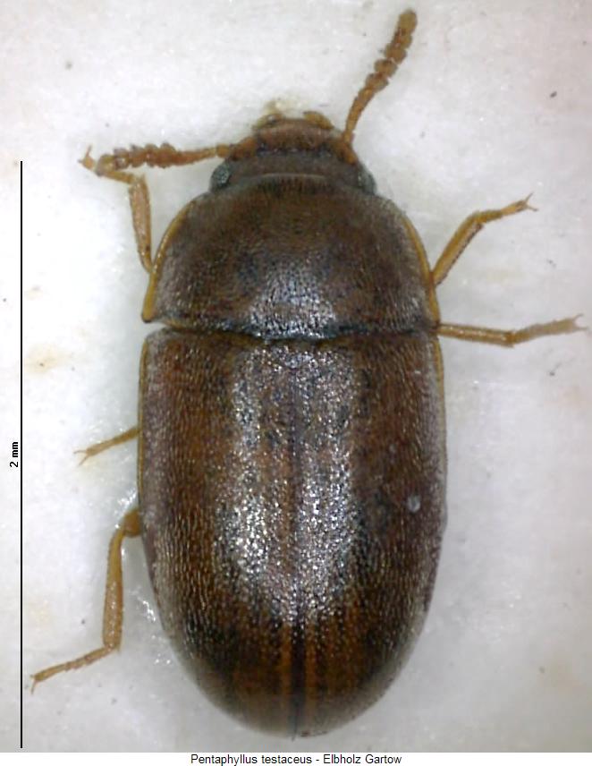 pentaphyllus_testaceus_hab.jpg
