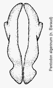 pentodon_algerinus.gif