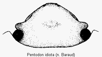 pentodon_idiota_k.gif