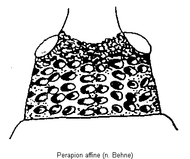 perapion_affine_us.gif