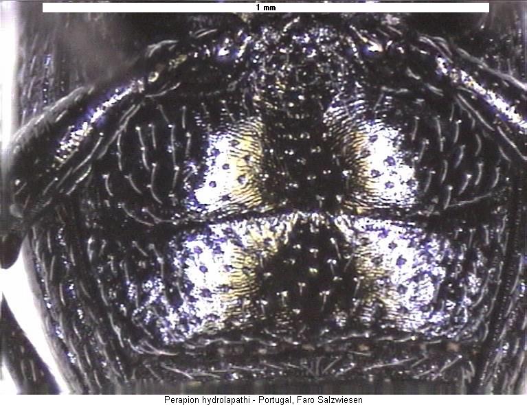 perapion_hydrolapathi_us.jpg