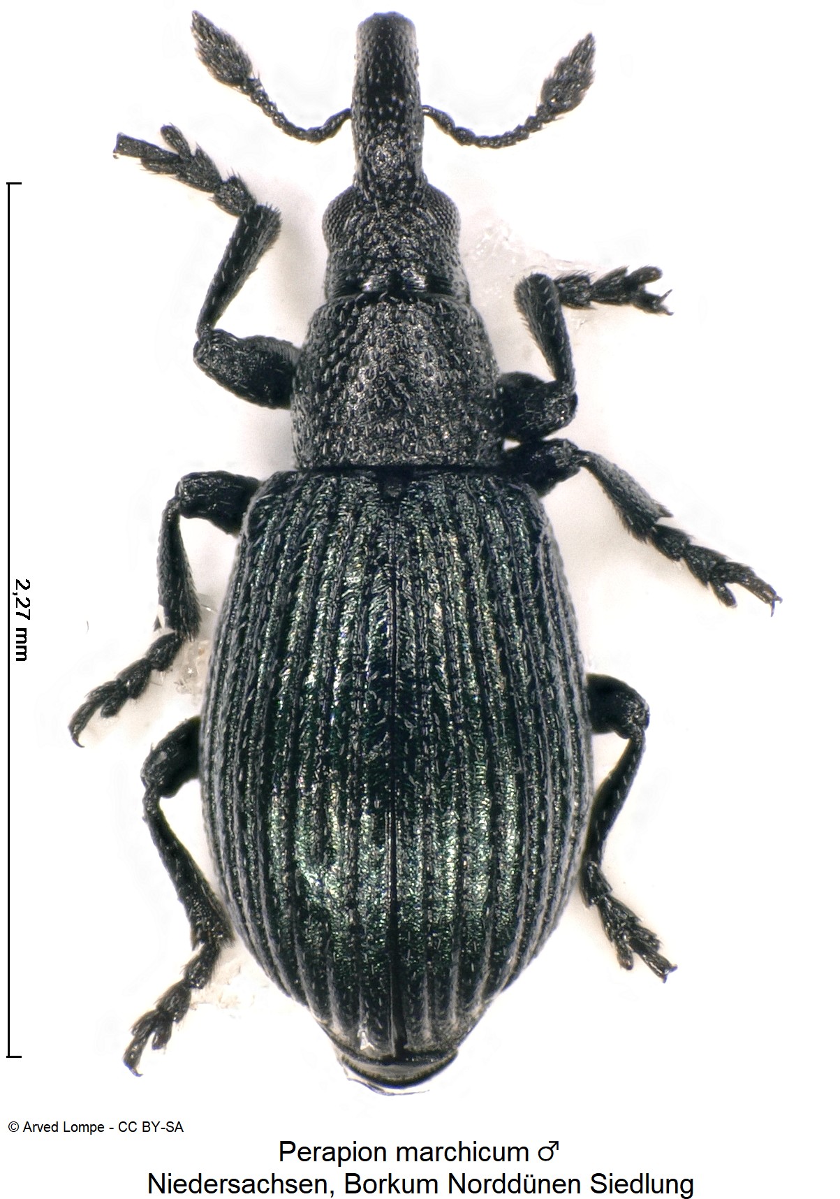 perapion_marchicum_m_ck33146827_hab.jpg