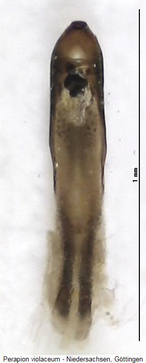 perapion_violaceum.jpg