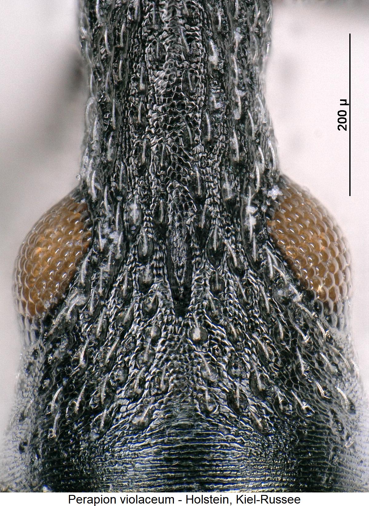 perapion_violaceum_k.jpg