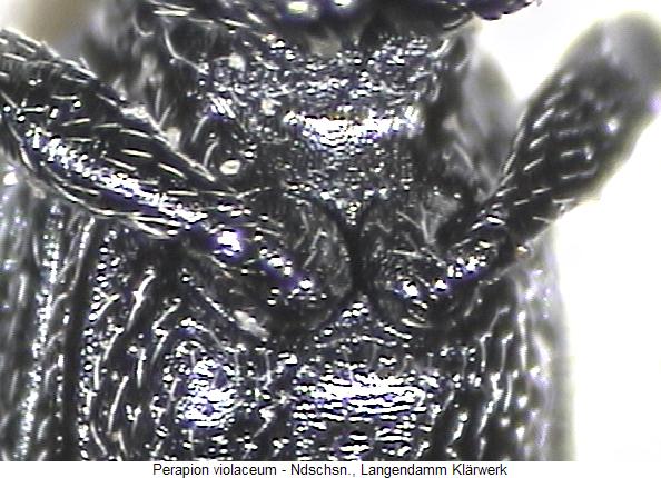 perapion_violaceum_us.jpg