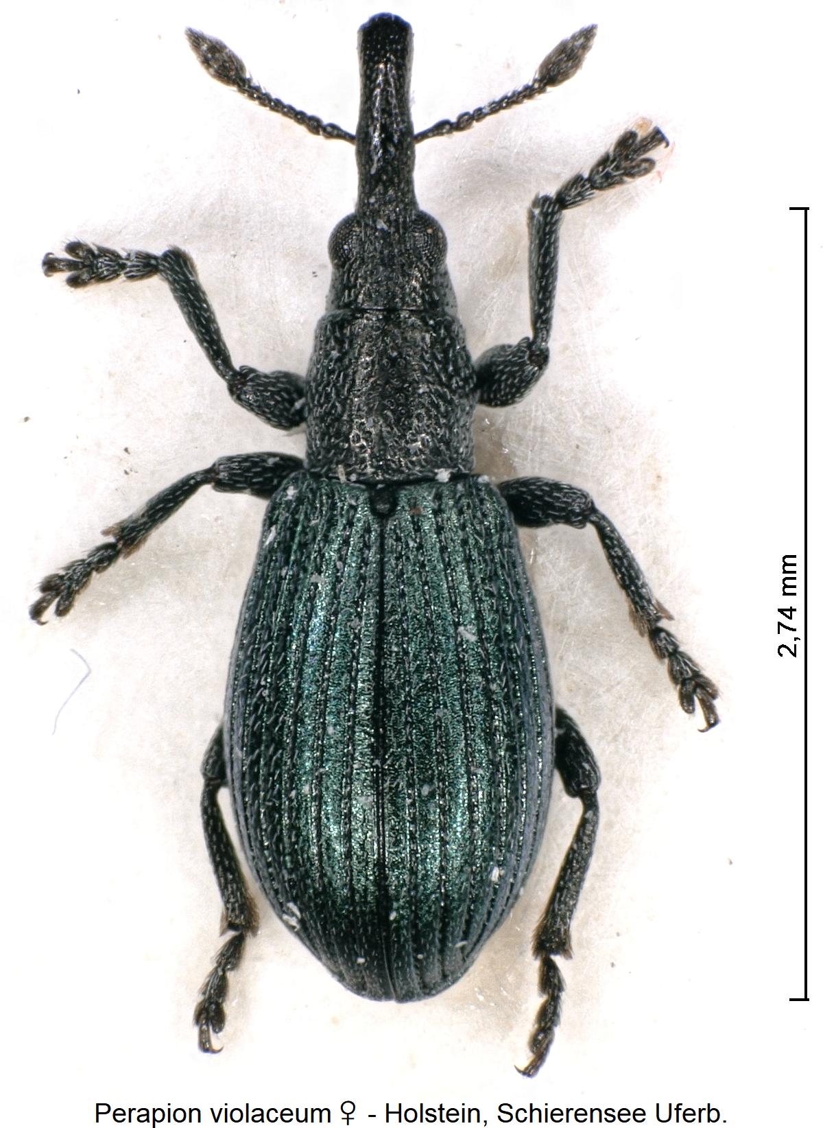 perapion_violaceum_w_hab.jpg