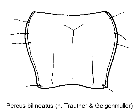 percus_bilineatus_hsch.gif