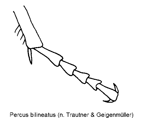 percus_bilineatus_mtr.gif