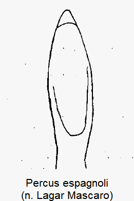 percus_espagnoli.gif